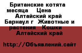 Британские котята 2 месяца  › Цена ­ 1 000 - Алтайский край, Барнаул г. Животные и растения » Кошки   . Алтайский край